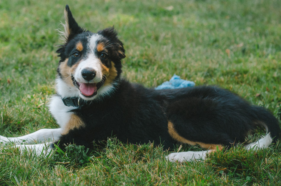 A Border-Collie mix puppy lying in the grass