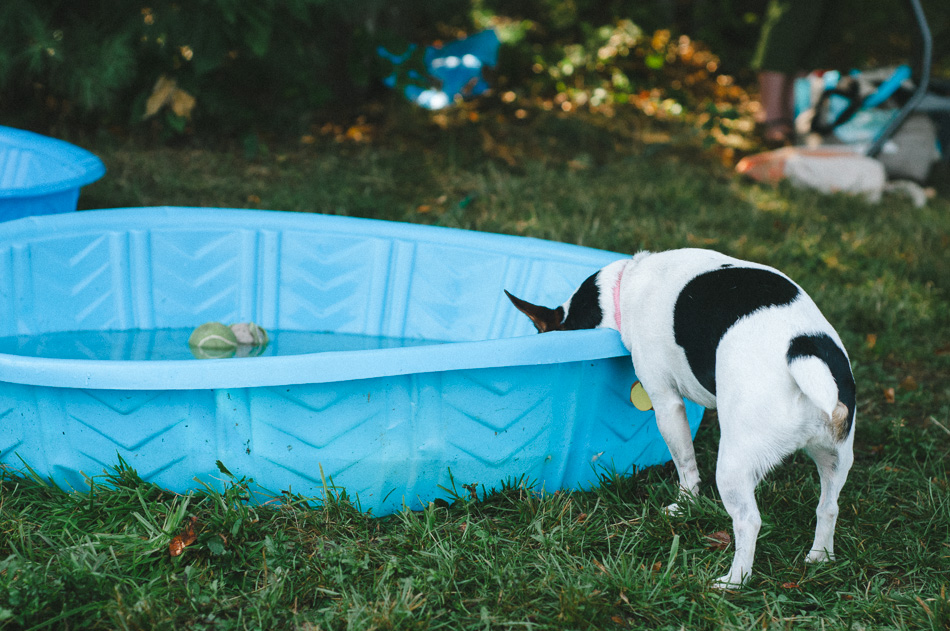 A Jack Russel Terrier struggles to drink from a plastic swimming pool