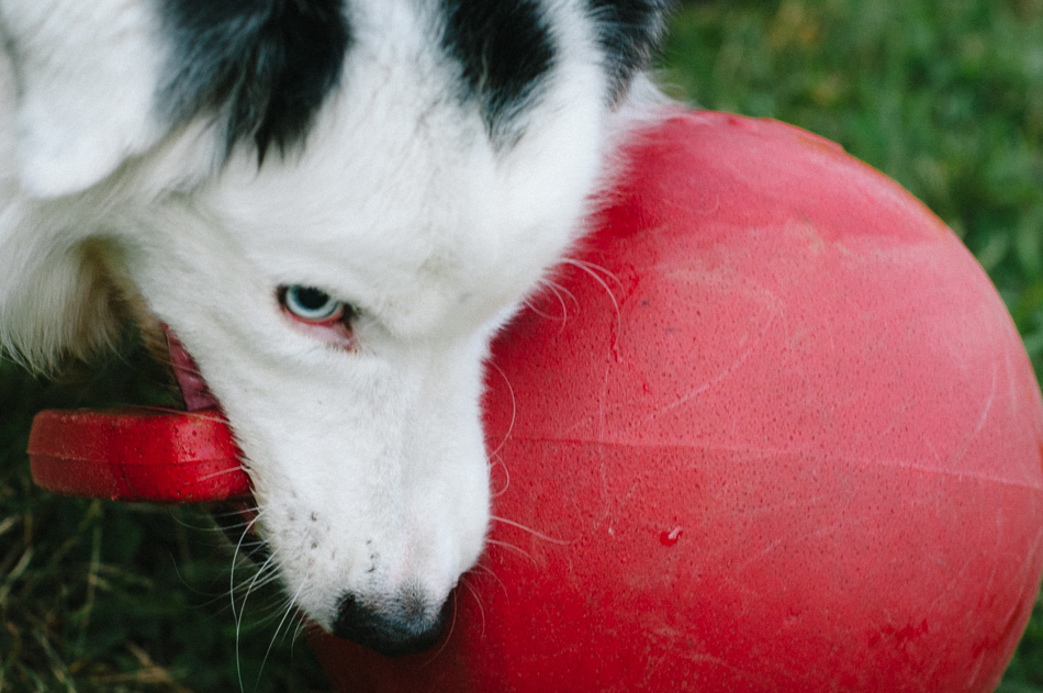 Portrait of a Border Collie picking up a large red ball