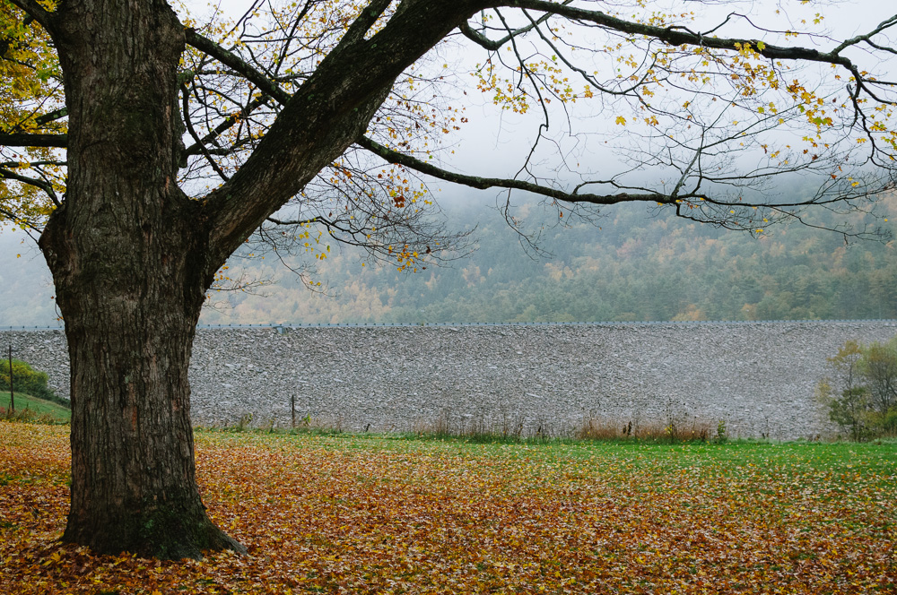 A carpet of fallen leaves beneath a large maple at Surry Dam