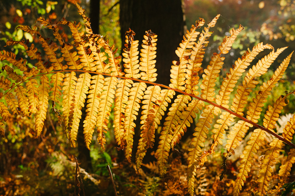 A backlit fern displays its golden fall colors