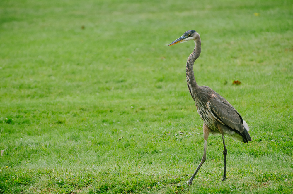Great Blue Heron walking in the grass