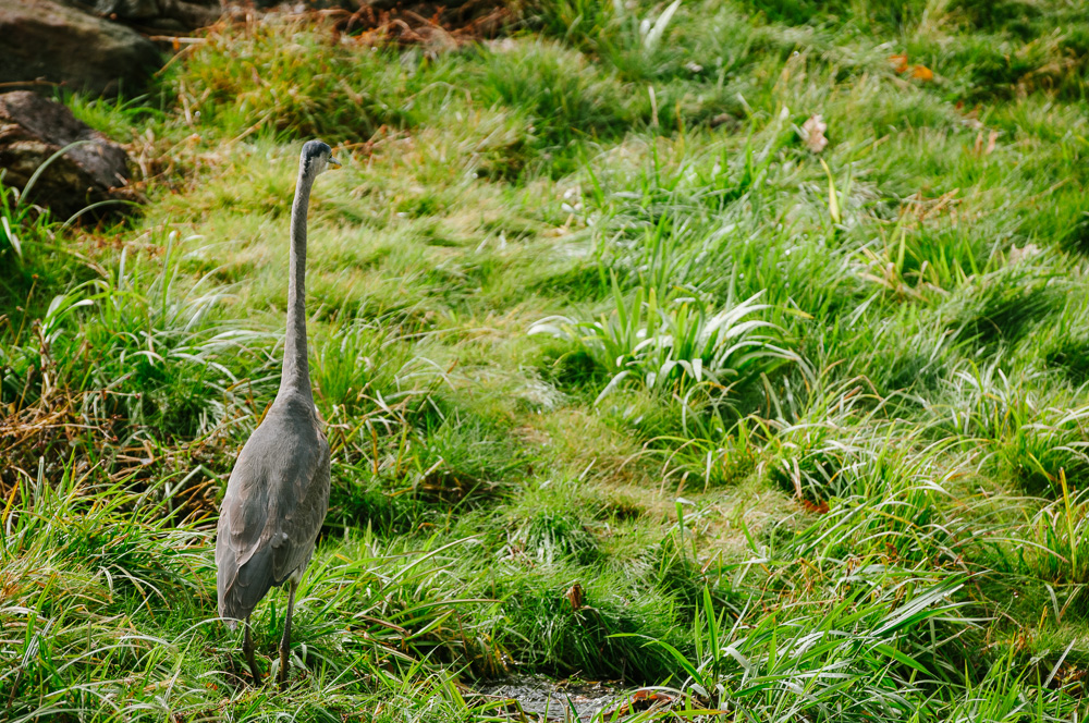 Great Blue Heron walking through some taller grass