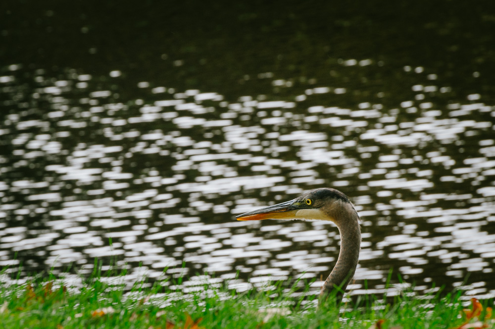Head of a Great Blue Heron above the grass