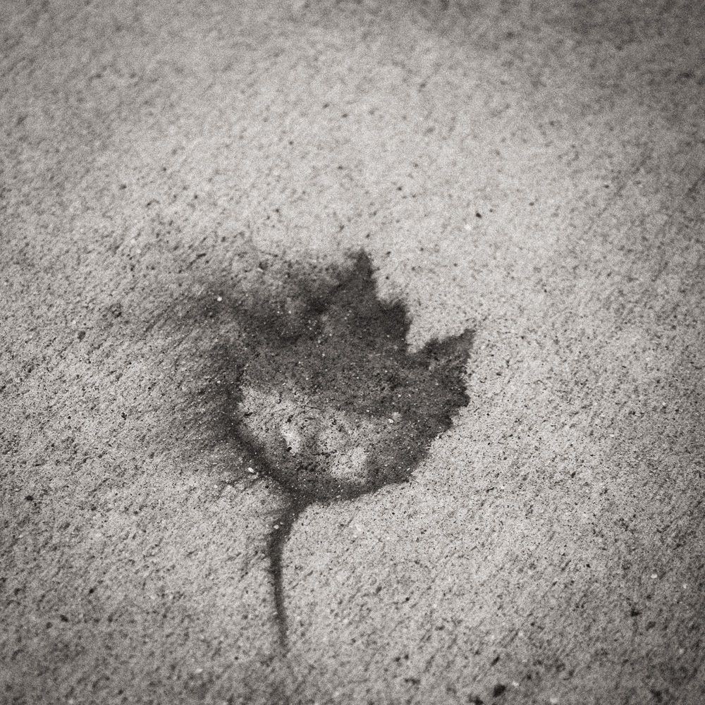 The stain of a leaf on a sidewalk