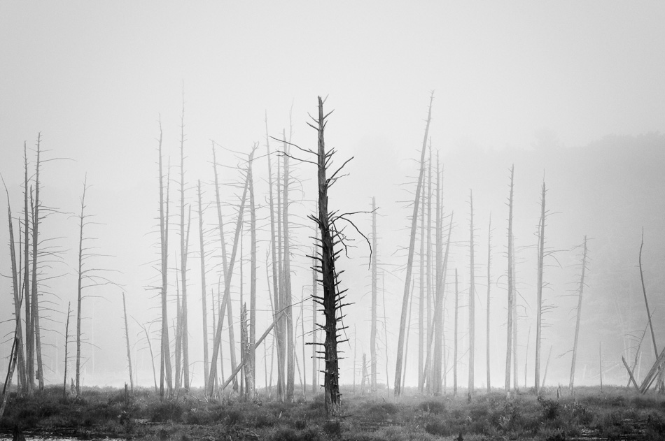 A lone dead tree stands out among others in the fog at Harvey Pond