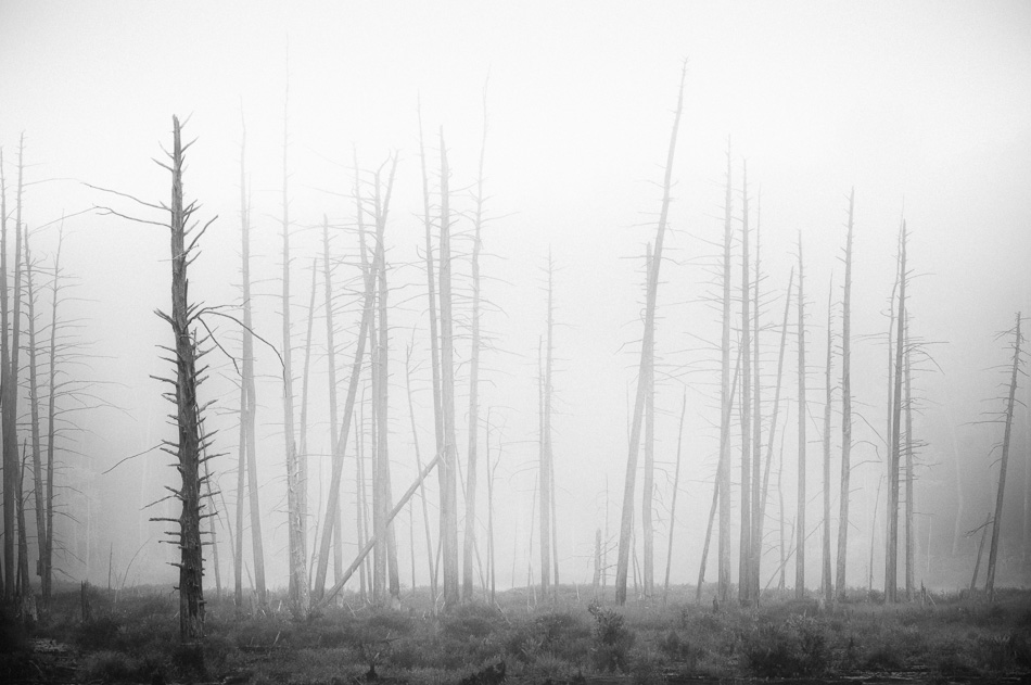 Dead trees in the fog at Harvey Pond