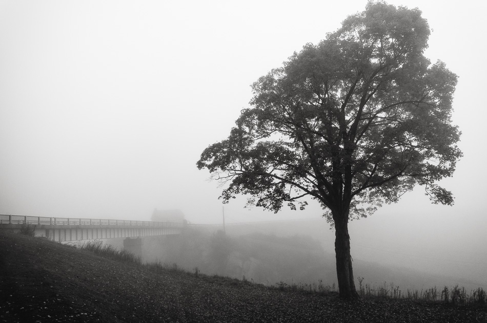 A large maple tree in front of the fog-shrouded building atop Surry Dam