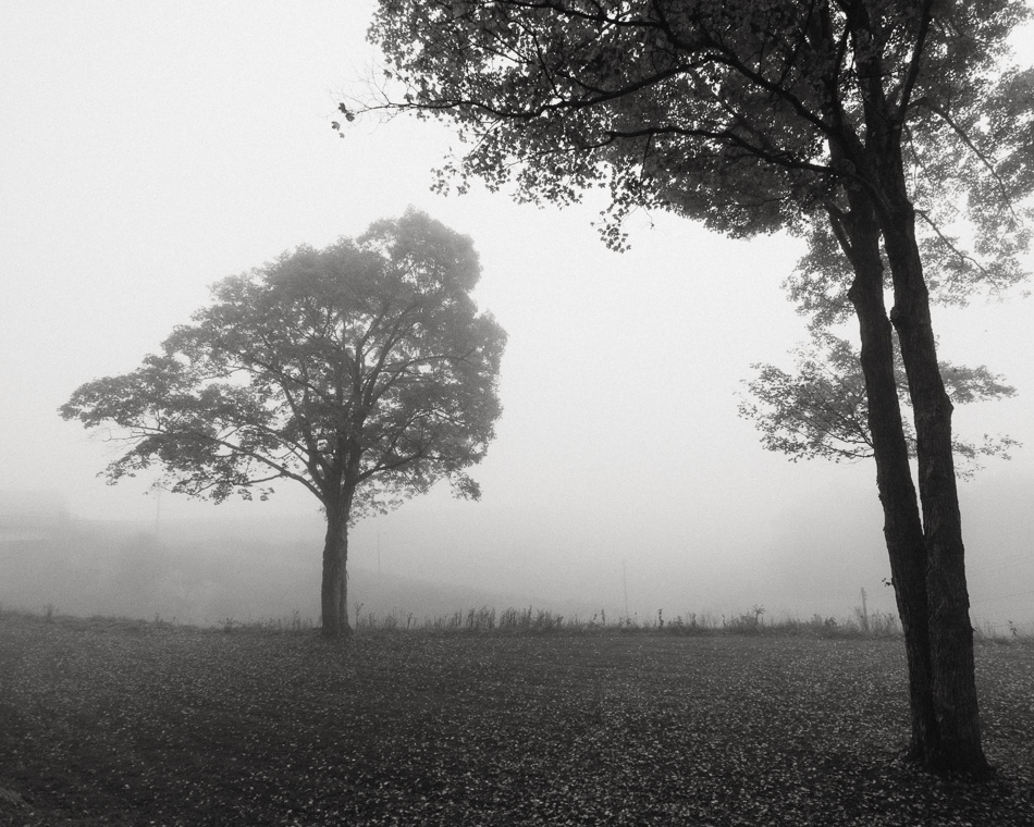 A large maple tree shelters another off in the distant fog