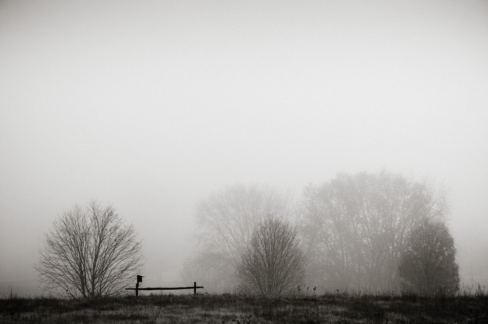 Bare trees and a fence emerge from the fog
