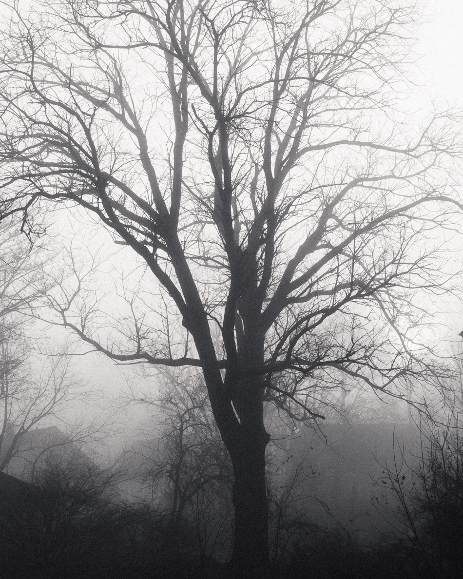 Silhouette of a large bare tree stands out in the fog