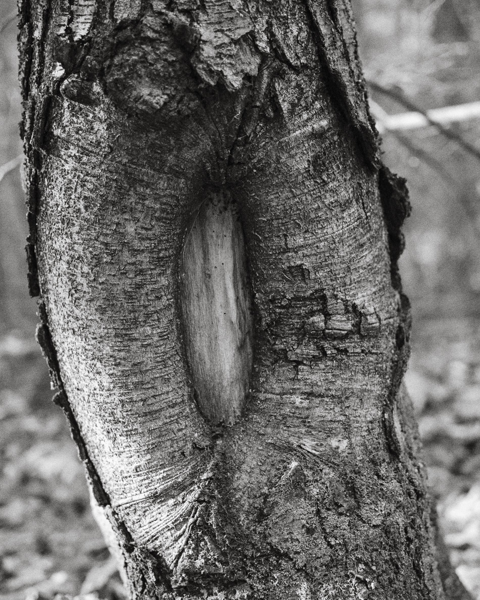 Oval shaped defect in a forest tree
