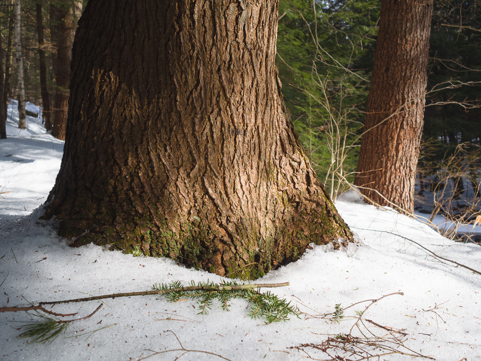 A large white pine tree rises out of the snow on the forest floor