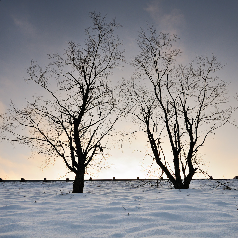 Two bare trees on a snow-covered hillside just before sunrise