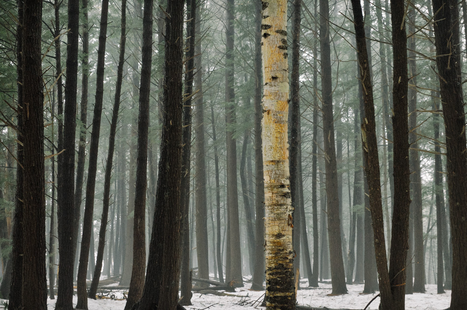 A lone white birch tree among foggy evergreens