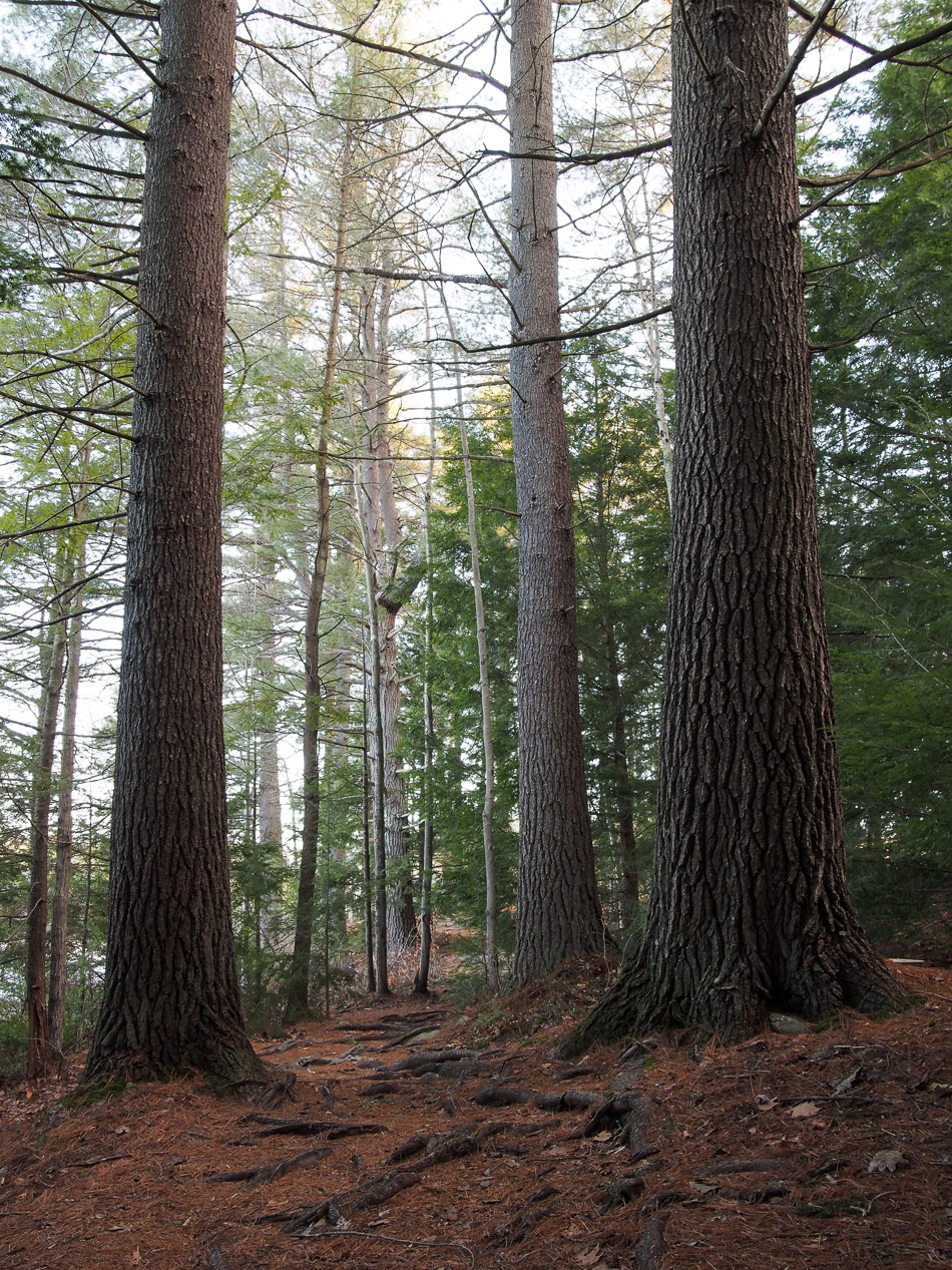 Large trailside trees at Goose Pond in Keene, NH