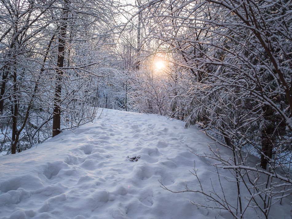 The sun rises through tree branches covered in fresh snow