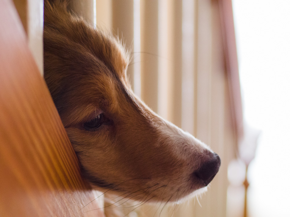 A Sheltie poking his head through the spindles on a staircase