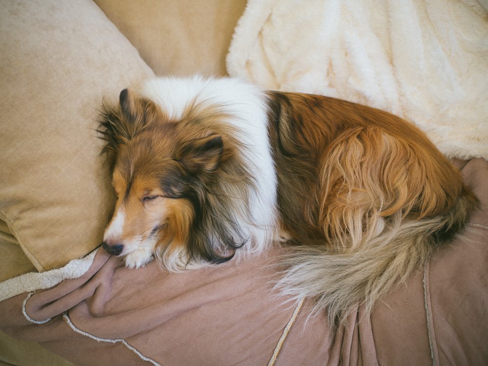 Portrait of a Sheltie napping on a sofa