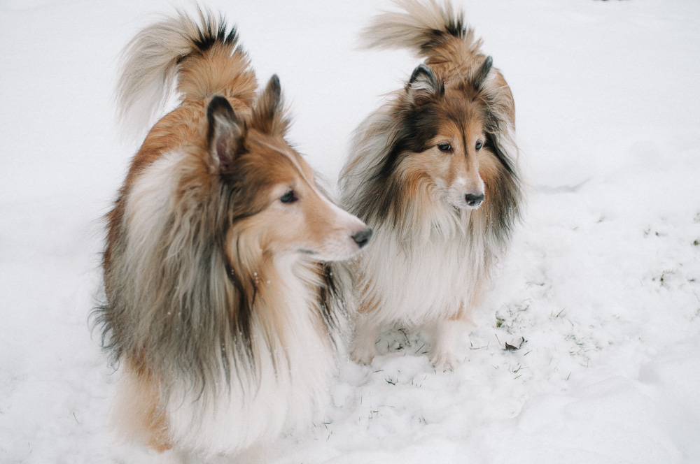 Portrait of two Shelties in the snow