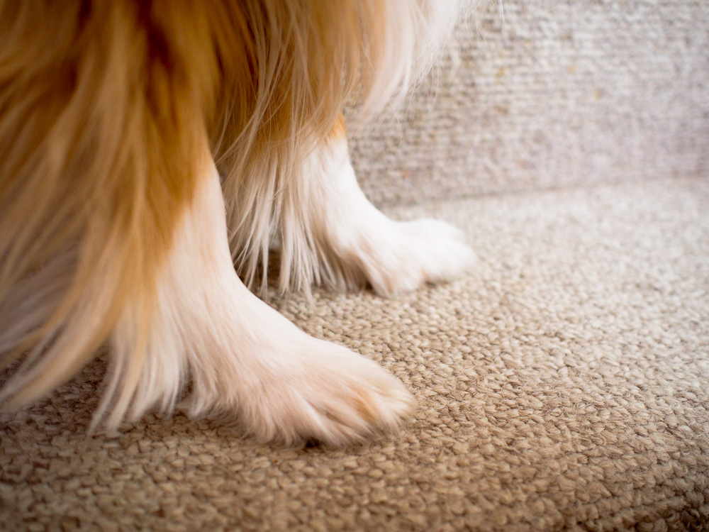 Close-up of two Sheltie front legs