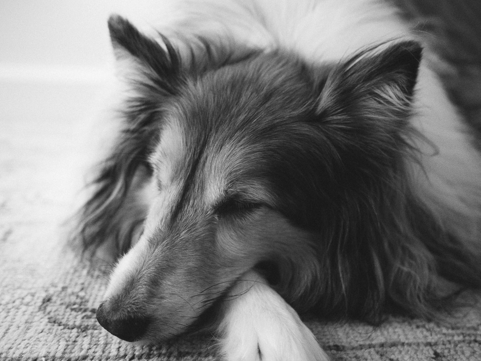 Black and white portrait of a sleeping Sheltie