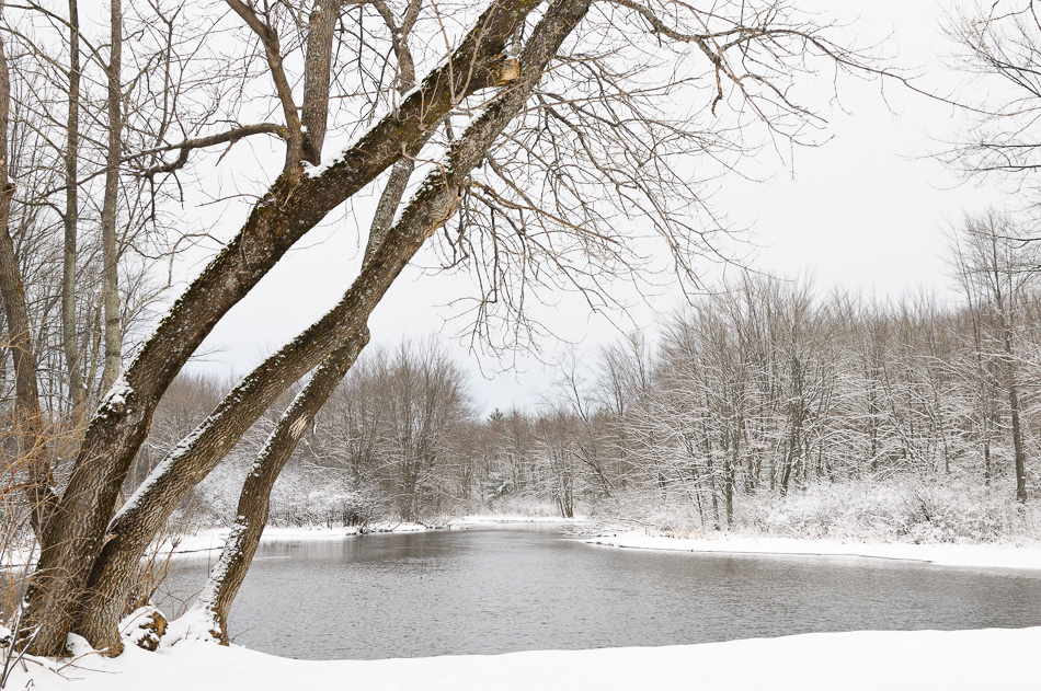 Tree in front of the Ashuelot River on a snowy day in Keene, NH