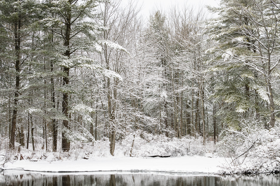 Snow covered trees on the Ashuelot River in Keene, NH