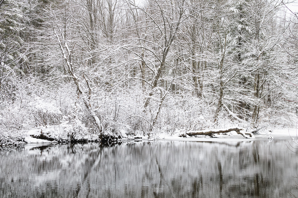 Snow covered trees reflected in the Ashuelot River in Keene, NH