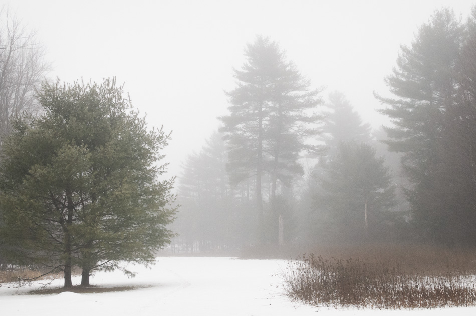 Fog shrouded trees in a snow covered field