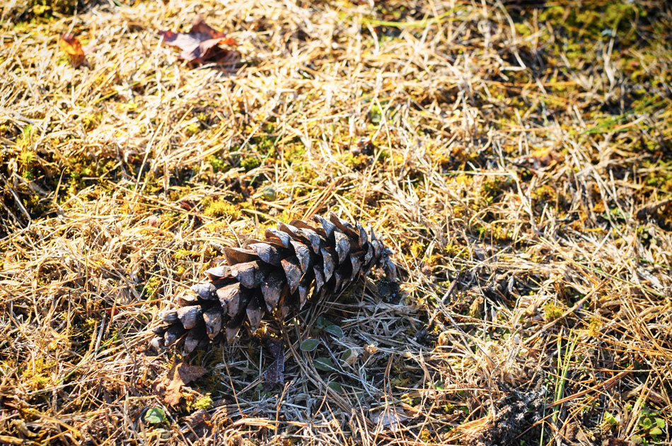 A pine cone on frosty grass, backlit by the morning sunshine