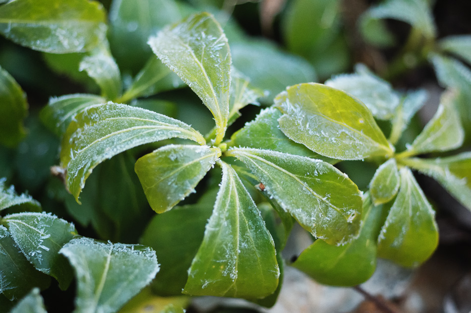 Frost covered pachysandra
