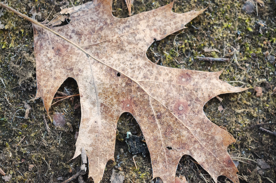 Oak leaf on the ground