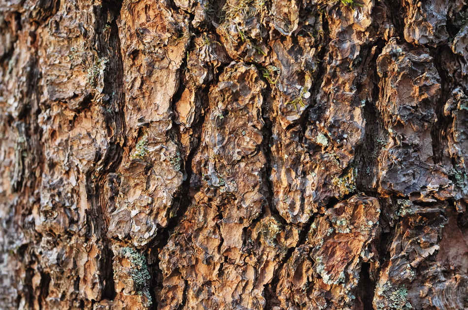 Detail shot of tree bark