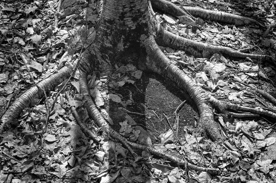 Tree roots reaching out amongst the shadows