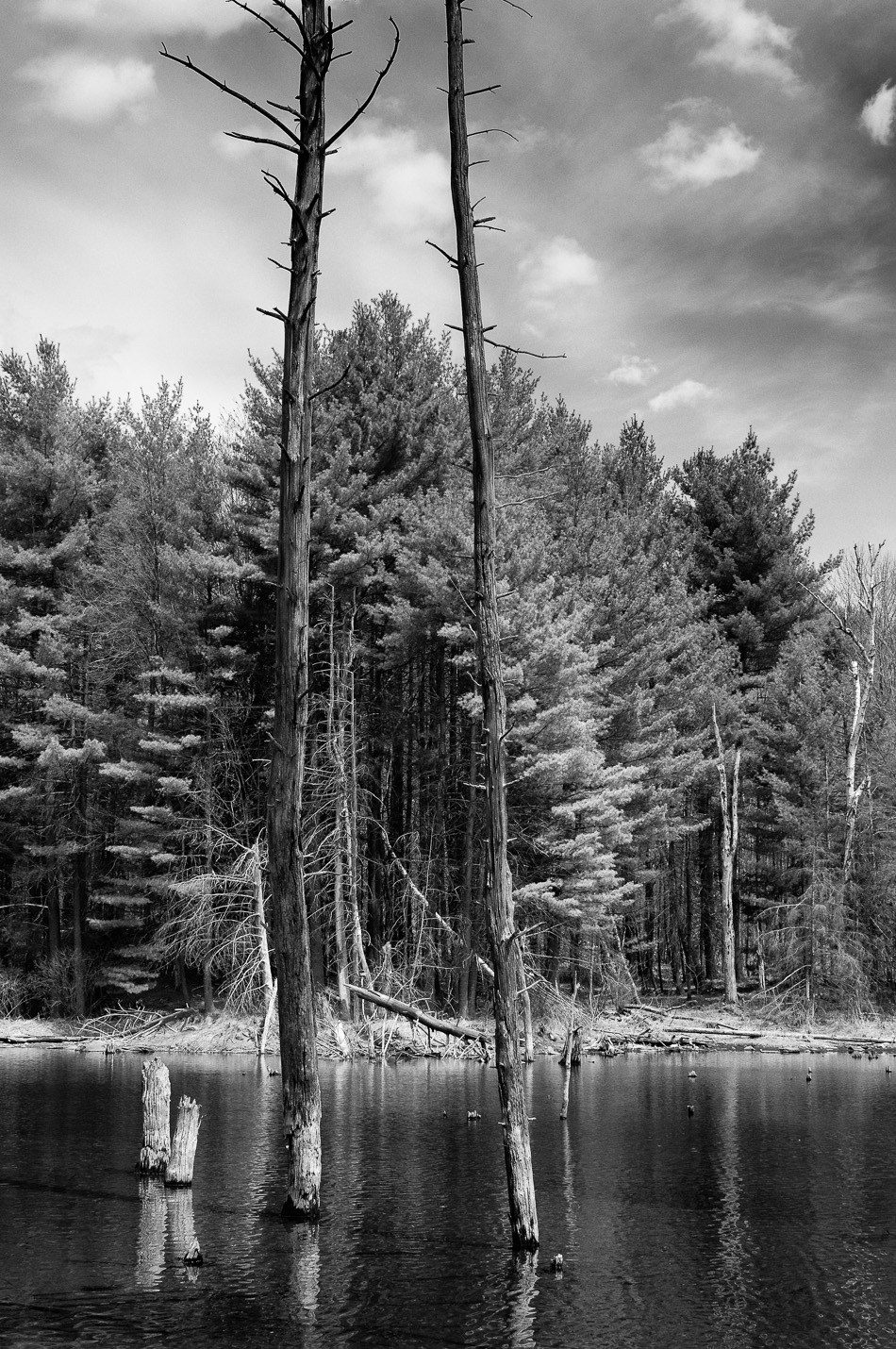 Dead trees rise out of a pond along the Ann Stokes Loop