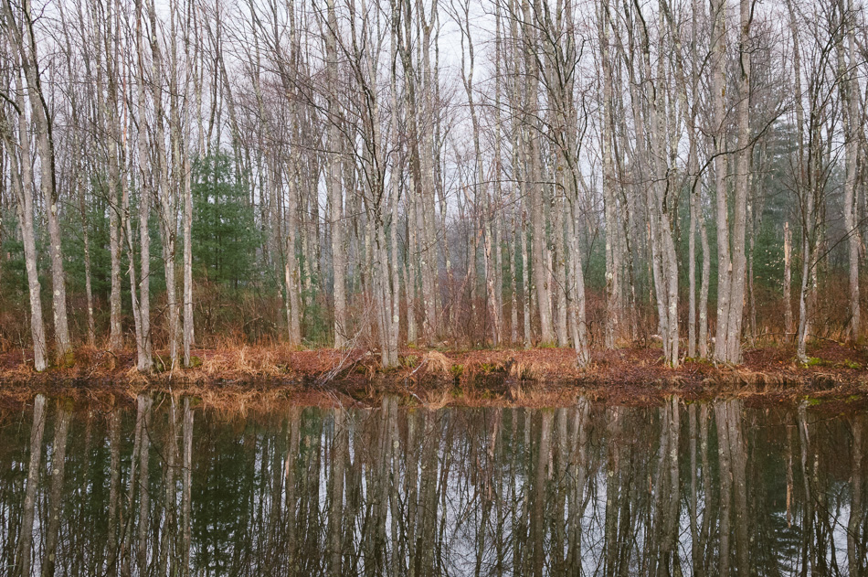 A stand of trees reflecting on the Ashuelot River in Keene, NH