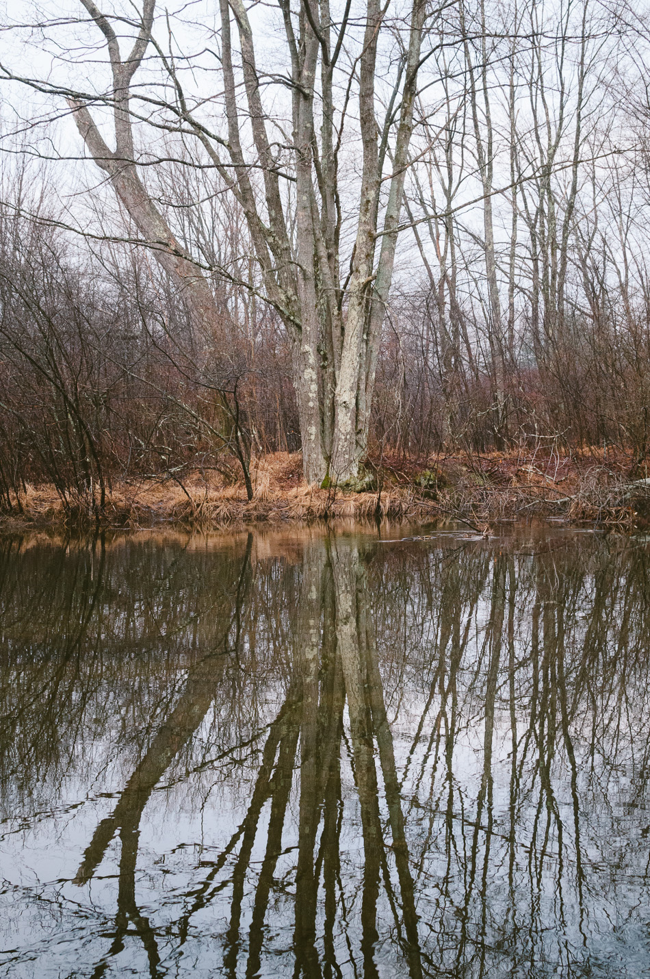 Solo tree reflecting on the Ashuelot River in Keene, NH