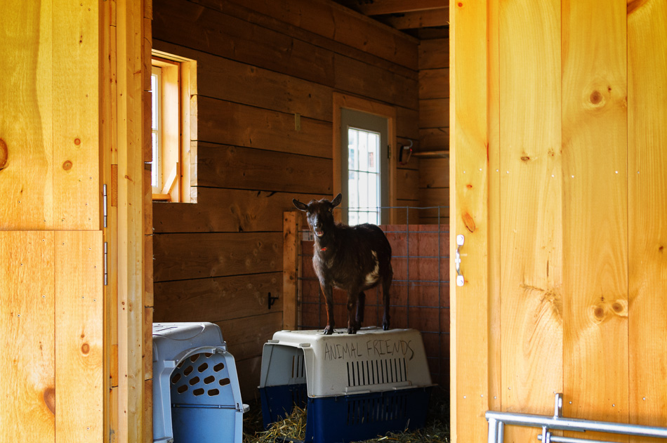 Goat on top of carrier inside the barn