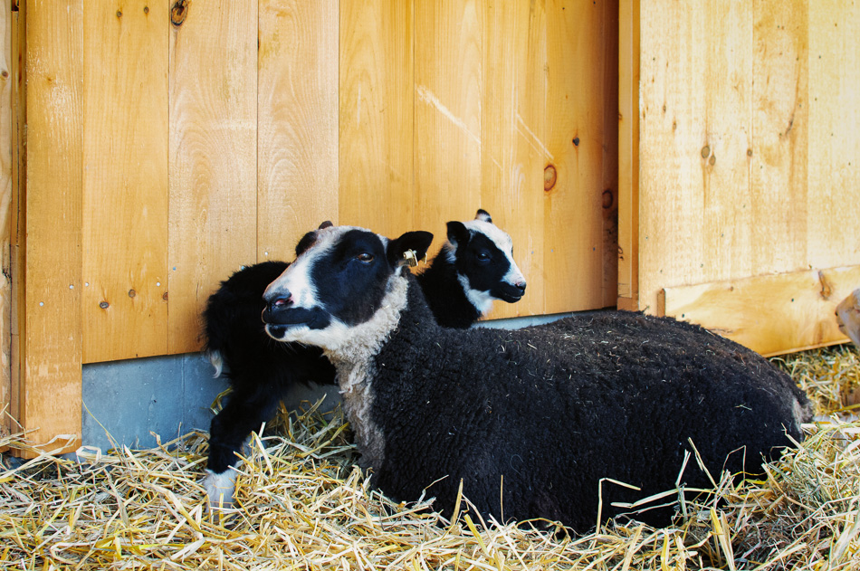 Black and white ewe and ram lamb