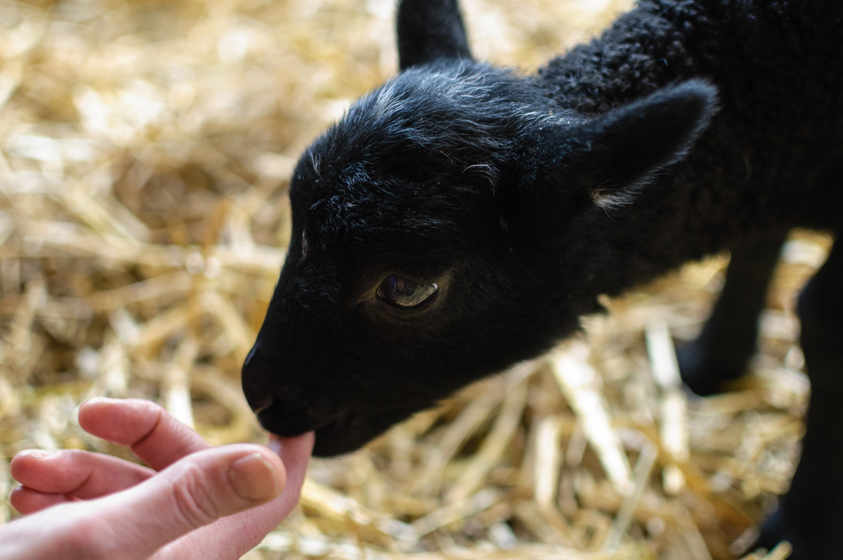 Black lamb nibbling a finger
