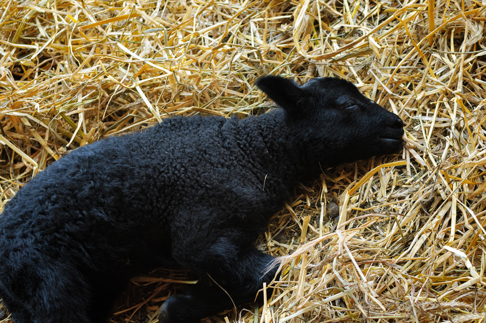 Black lamb sleeping in some straw