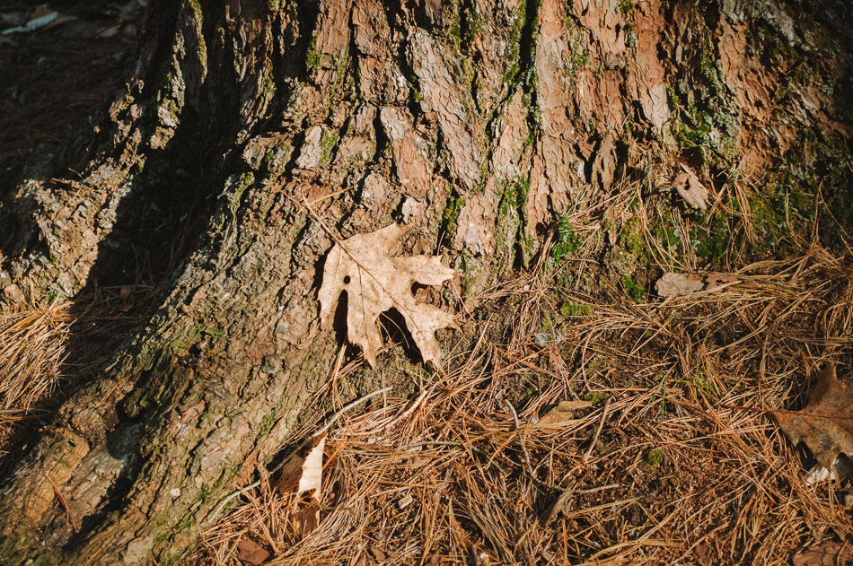 A lone oak leaf from last year rests at the base of a tree