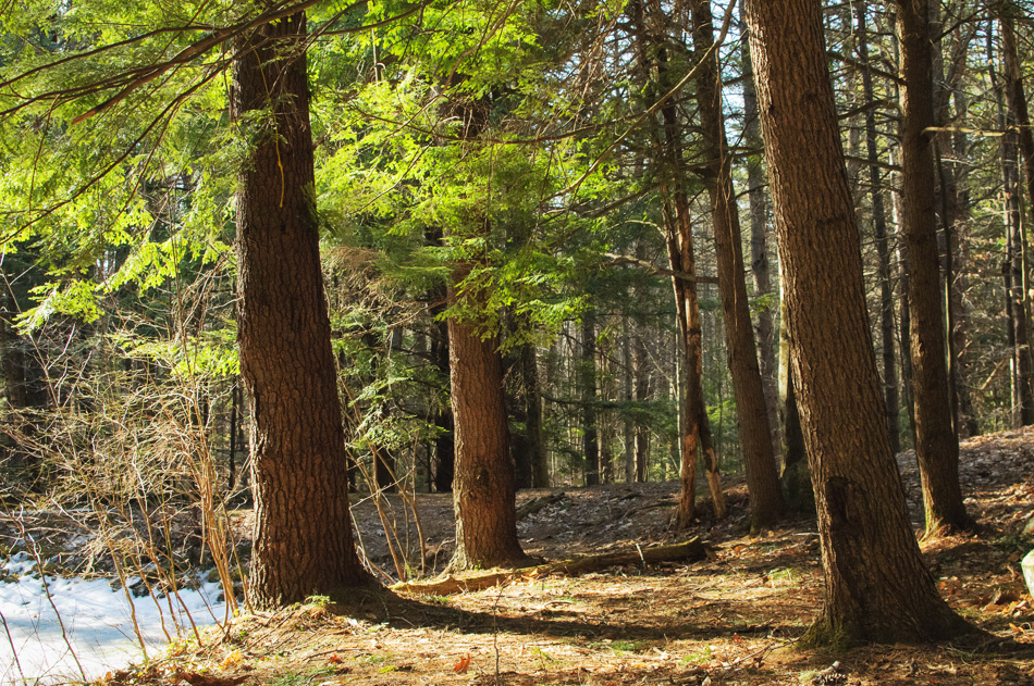 Forest sunlight lighting a cluster of evergreens