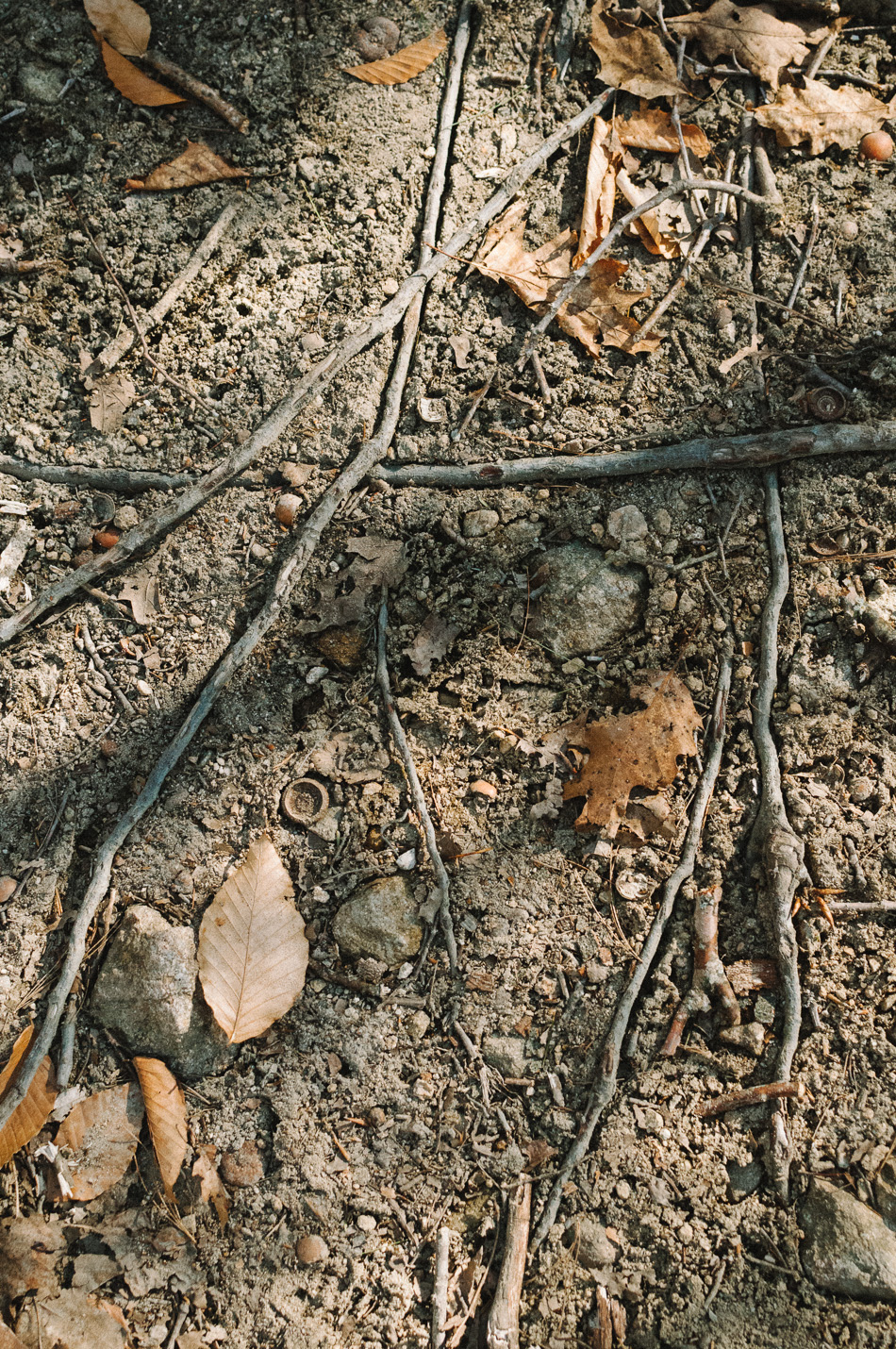 Dappled light on the forest floor