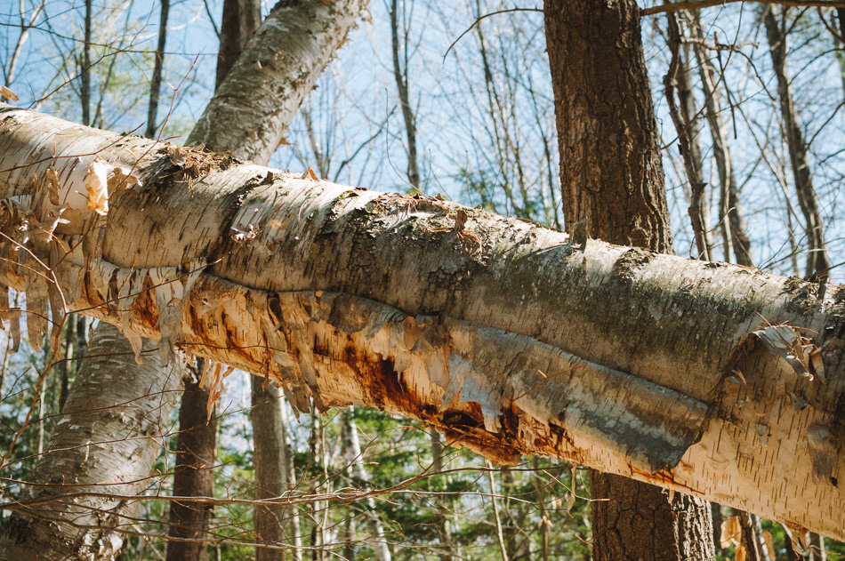 Backlit trunk of a fallen white birch tree