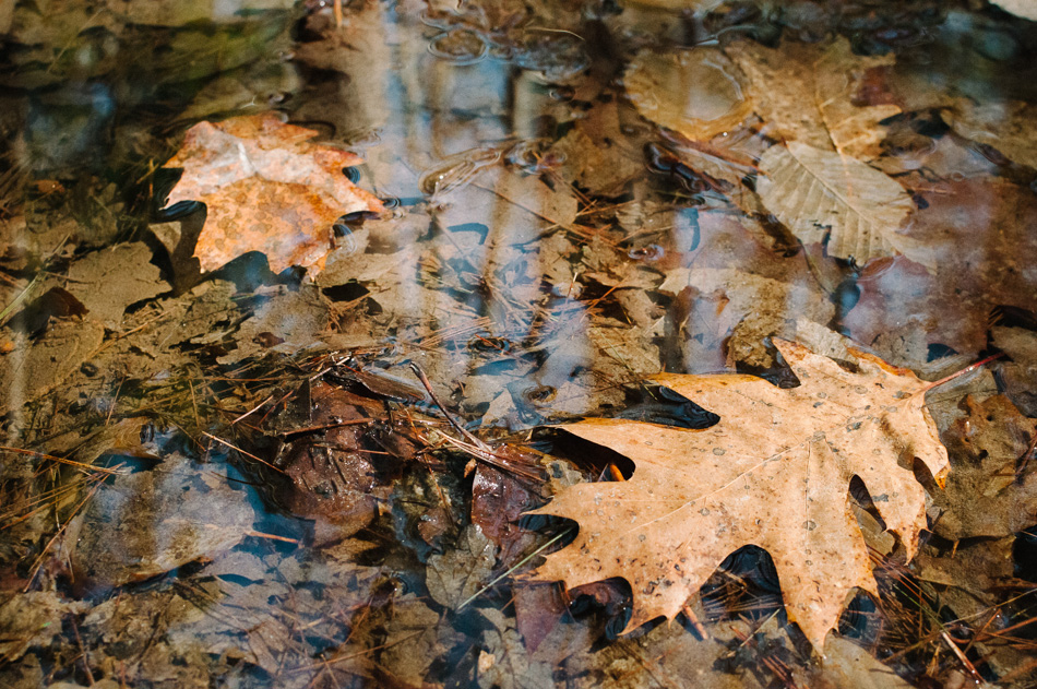 Oak leafs floating in a small puddle