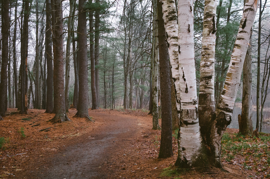 White Birch trees along a trail in the Ashuelot River Park