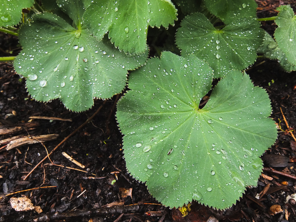Raindrops collect on foliage
