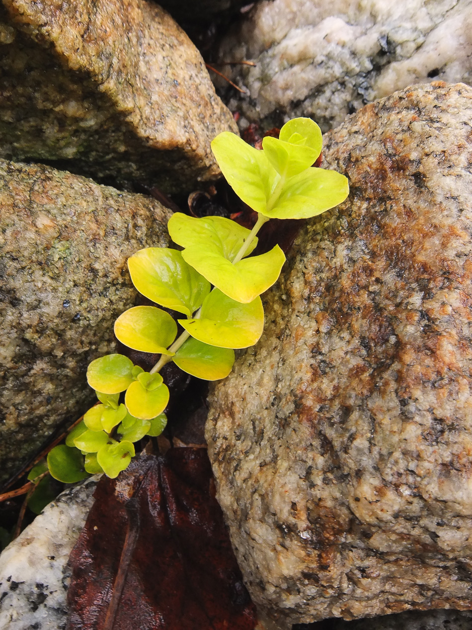 A yellow plant creeps between the rocks